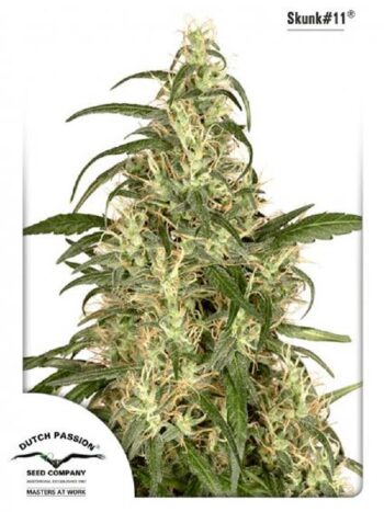 Dutch Passion - Skunk #11 Feminised Cannabis Seeds