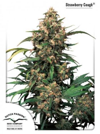 Dutch Passion - Strawberry Cough Feminised Cannabis Seeds