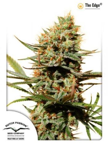 Dutch Passion - The Edge Feminised Cannabis Seeds
