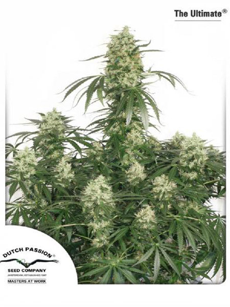 dutch-passion-the-ultimate-feminised-cannabis-seeds.jpg