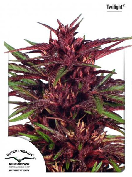 dutch-passion-twilight-feminised-cannabis-seeds.jpg