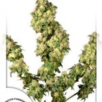 Dutch Passion - Ultra Skunk Feminised Cannabis Seeds