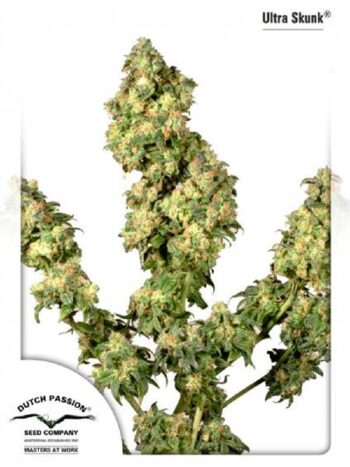 Dutch Passion - Ultra Skunk Feminised Cannabis Seeds