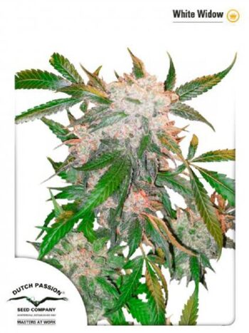 Dutch Passion - White Widow Regular Cannabis Seeds