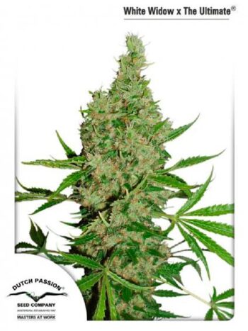 Dutch Passion - White Widow x The Ultimate Regular Cannabis Seeds