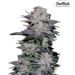 Fast Buds Seeds - Blackberry Feminised Autoflowering Cannabis Seeds
