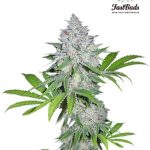 Fast Buds Seeds - California Snow Feminised Autoflowering Cannabis Seeds
