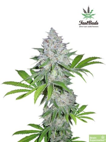 Fast Buds Seeds - California Snow Feminised Autoflowering Cannabis Seeds