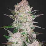 Fast Buds Seeds - Cream Cookies Feminised Autoflowering Cannabis Seeds