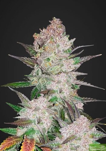 Fast Buds Seeds - Cream Cookies Feminised Autoflowering Cannabis Seeds