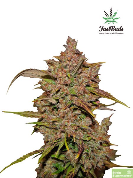 fast-buds-seeds-crystal-meth-aka-crystal-m.e.t.h.-autoflowering-feminised-cannabis-seeds.jpg