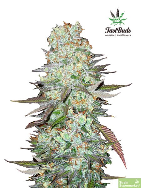 fast-buds-seeds-g14-autoflowering-feminised-cannabis-seeds.jpg