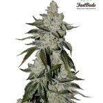 Fast Buds Seeds - Girl Scout Cookies Feminised Autoflowering Cannabis Seeds