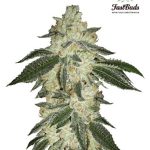 Fast Buds Seeds - Green Crack Feminised Autoflowering Cannabis Seeds