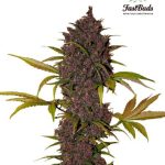 Fast Buds Seeds - LSD-25 Feminised Autoflowering Cannabis Seeds