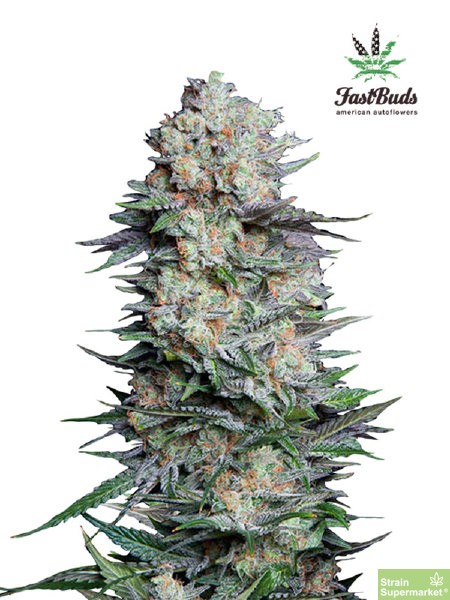 fast-buds-seeds-mexican-airlines-autoflowering-feminised-cannabis-seeds.jpg