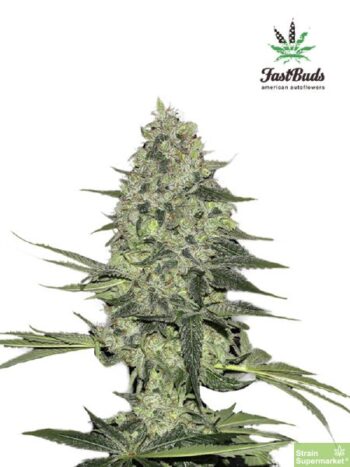 Fast Buds Seeds - Rhino Ryder Feminised Autoflowering Cannabis Seeds