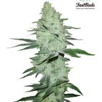 fast-buds-seeds-six-shooter-autoflowering-feminised-cannabis-seeds.jpg