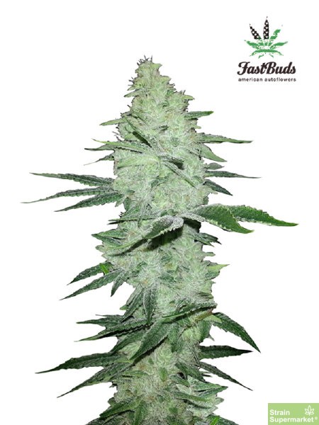 fast-buds-seeds-six-shooter-autoflowering-feminised-cannabis-seeds.jpg