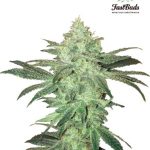 fast-buds-seeds-stardawg-aka-stardog-autoflowering-feminised-cannabis-seeds.jpg