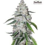 Fast Buds Seeds - West Coast OG Feminised Autoflowering Cannabis Seeds