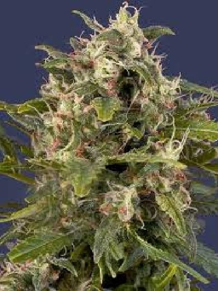 feminised-auto-pineapple-express-cannabis-seeds-g13-labs.jpg