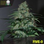 Black Skull Seeds - Five-O Feminised Cannabis Seeds