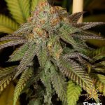 Flavour Chasers - Bruce Banner - Feminised Cannabis Seeds