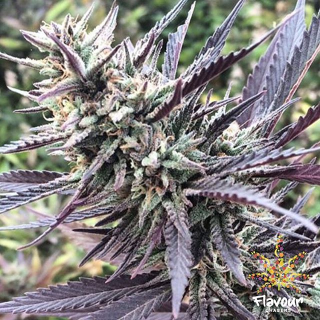 flavour-chasers-cherry-pie-feminised-cannabis-seeds.jpg