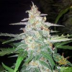 flavour-chasers-forbidden-glue-feminized-cannabis-seeds.jpg