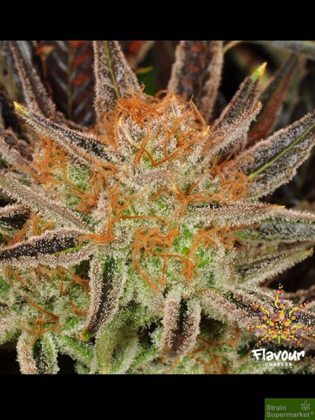 flavour-chasers-grand-daddy-banner-feminised-cannabis-seeds.jpg