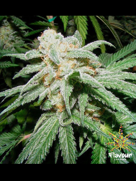 flavour-chasers-grapefruit-tangie-feminised-cannabis-seeds.jpg