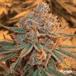 Flavour Chasers - Maple Syrup Feminised Cannabis Seeds
