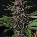flavour-chasers-purple-mazel-tov-fem-main.jpg