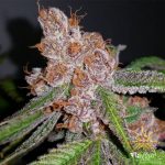 flavour-chasers-purple-urkle-feminised-cannabis-seeds.jpg