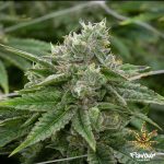 flavour-chasers-stardawg-fem-2.jpg