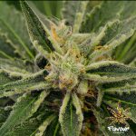 flavour-chasers-wedding-cake-fem-main.jpg