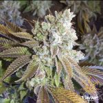 flavour-chasers-wedding-cake-fem-main.jpg