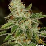 Flavour Chasers - WIFI - Feminised Cannabis Seeds
