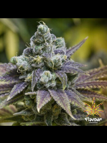 Flavour Chasers - Zkittlez Feminised Cannabis Seeds