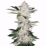 flavour-gang-chemdawg-feminized-cannabis-seeds.jpg