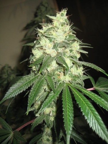 flavour-gang-chemdawg-feminized-cannabis-seeds-2.jpg