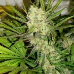 Flavour Gang - Gelato - Feminized Cannabis Seeds