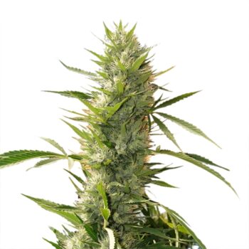 Flavour Gang - Girl Scout Cookies - Feminized Cannabis Seeds
