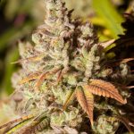 flavour-gang-gorilla-glue-feminized-cannabis-seeds-2.jpg