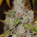 flavour-gang-gorilla-glue-feminized-cannabis-seeds-2.jpg