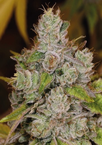Flavour Gang - Gorilla Glue - Feminized Cannabis Seeds