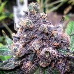 Flavour Gang - Granddaddy Purple - Feminized Cannabis Seeds