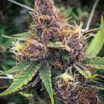 Flavour Gang - Purple Urkle - Feminized Cannabis Seeds