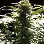 G13 Labs - Peach Puree CBD Feminised Cannabis Seeds